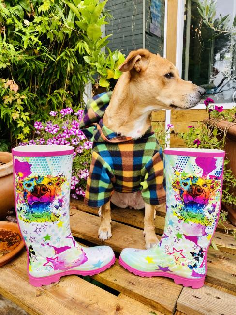 das Gummistiefelpaar steht zu einder gewandt auf einer Palette, im Hintergrund sind Blumen zu sehen. In der Mitte der Stiefel ist ein Hund in hellbraun zu sehen, welcher einen karrierten Hoodie anhat und nach rechts schaut. Es handelt sich um das Hundemod